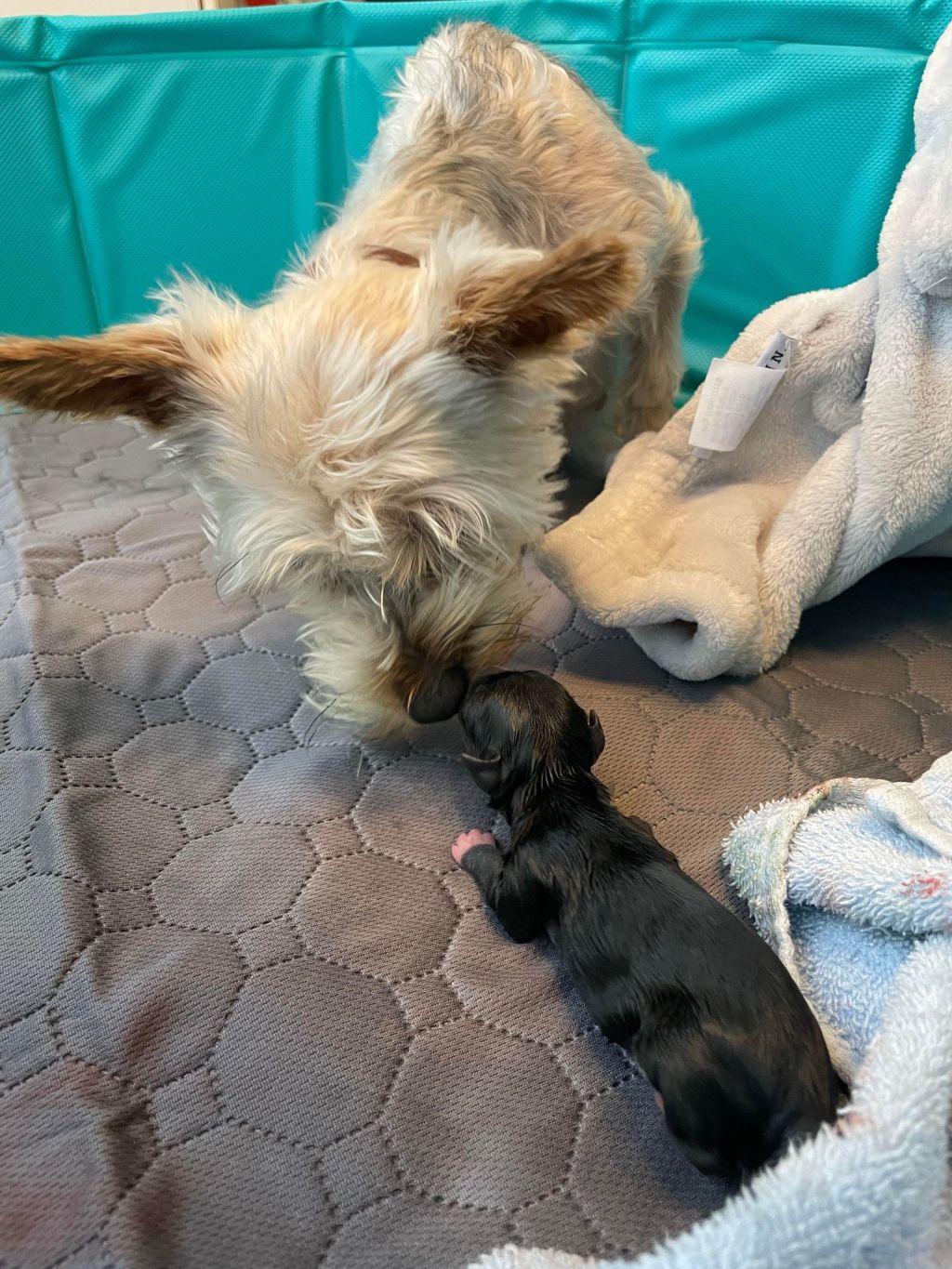 Toy Breed Labor and&nbsp;Delivery