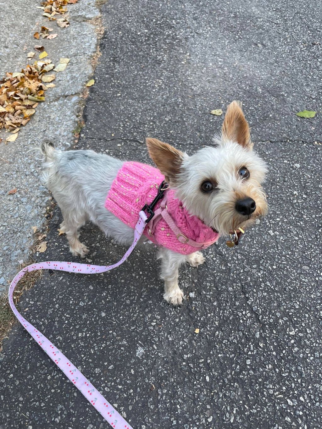 Toy Breed Pregnancy and&nbsp;Prep