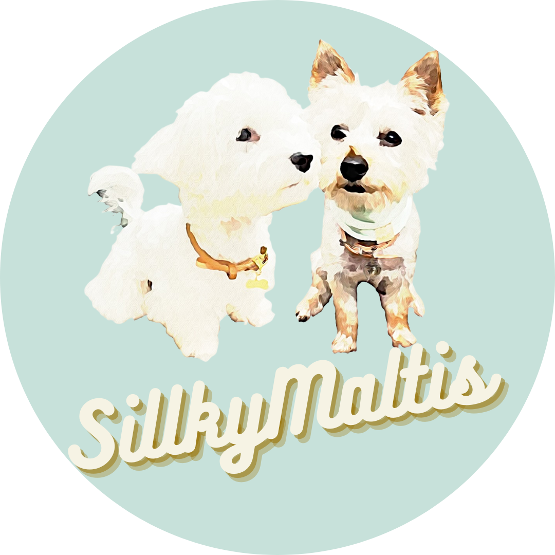 SILKY MALTI BLOG