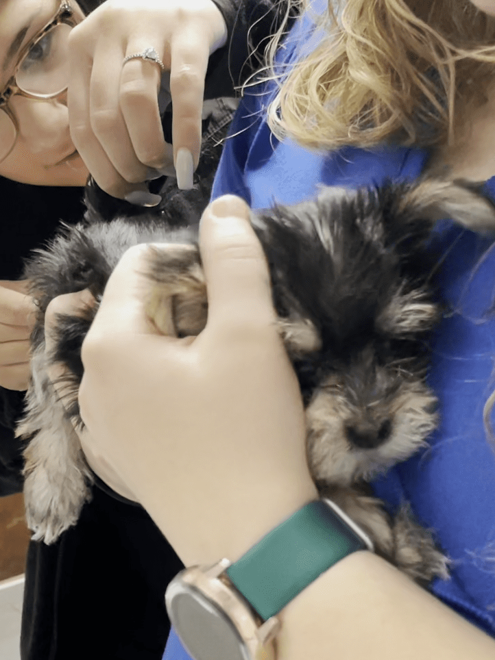 When should a puppy have its first vet&nbsp;visit?